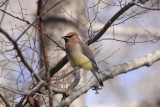 Cedar Waxwing