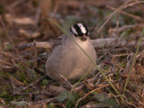 White-crowned Sparrow