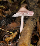 Mycena rosea