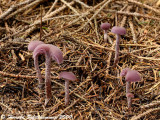 Laccaria amethystina