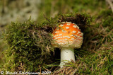 Amanita muscaria