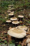 Clitocybe nebularis