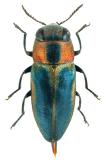 Anthaxia sp. (Fam. Buprestidae), Myanmar
