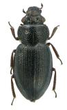 Ochthebius minimus (Fam. Hydraenidae), body length: 1.5 mm