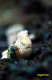 White Baby Froggy
