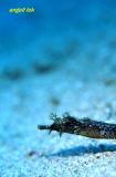 Whiskered pipefish