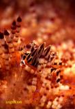 Zebra crab on Sea Urchin
