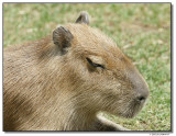 capybara-10745-sm.JPG