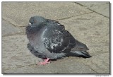 pigeon-422-sm.JPG