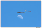 fly2moon-2421-sm.JPG