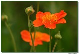 poppy-2546-sm.JPG