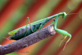 IMG_1792b.jpg
