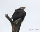 IMG_4223b.jpg