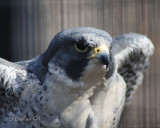 IMG_2884w.jpg