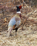 IMG_3033w.jpg