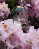 IMG_3509b.jpg