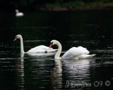 IMG_6550w.jpg
