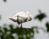 IMG_1803w.jpg