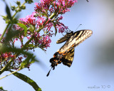 IMG_7347b.jpg