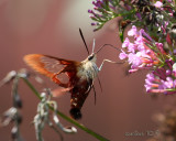 IMG_7363b.jpg
