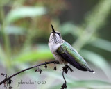 IMG_6027b.jpg