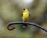 IMG_7904b.jpg