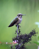 IMG_7972b.jpg
