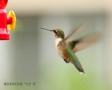 IMG_8264b.jpg