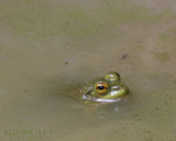 IMG_8835b.jpg