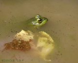 IMG_8844b.jpg