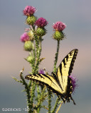 IMG_9339b.jpg
