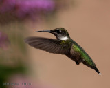 IMG_6074b.jpg