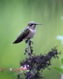 IMG_7972b.jpg