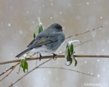 IMG_1387b.jpg