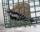 IMG_1412b.jpg
