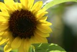 IMG_7256m.jpg
