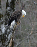 IMG_5429bc.jpg