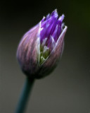 IMG_0814bb.jpg