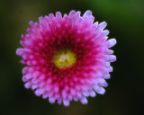 IMG_0882b.jpg