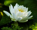IMG_1074b.jpg