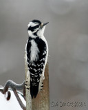 IMG_5774bc.jpg