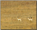 A circle thru the Sand Hills ... 