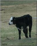 A Simple Mornings Greeting ... 