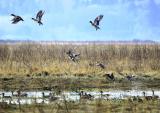 4-4 wigeon N 5085.jpg