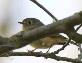 4-4 ruby crowned kinglet  5288.jpg