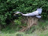 4-15 heron 5599.jpg