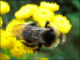 Bumble bee 2