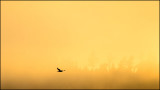 Bird (mirrored)