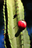 Cactus Fruit