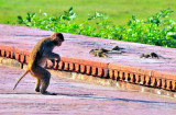 Monkey teaching